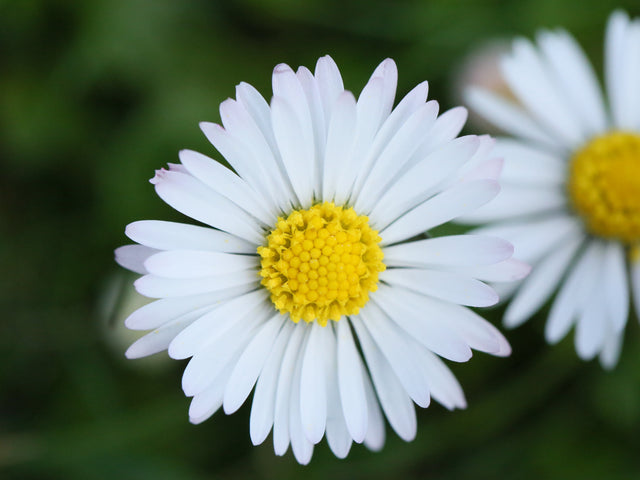 Celebrating 10 Years of Daisies at Dawn!