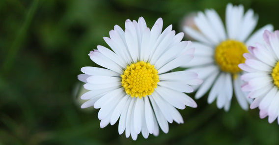 Celebrating 10 Years of Daisies at Dawn!