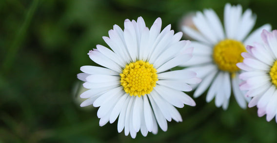 Celebrating 12 Years of Daisies at Dawn!