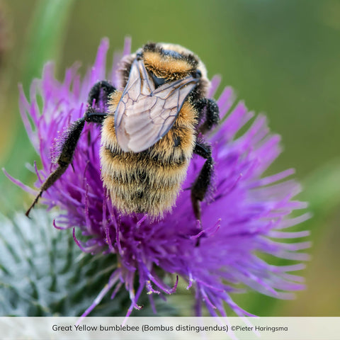 Great Yellow bumblebee (Bombus distinguendus) ©Pieter Haringsma