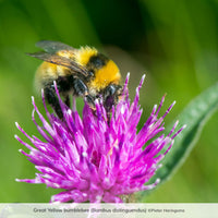 Great Yellow bumblebee (Bombus distinguendus) ©Pieter Haringsma